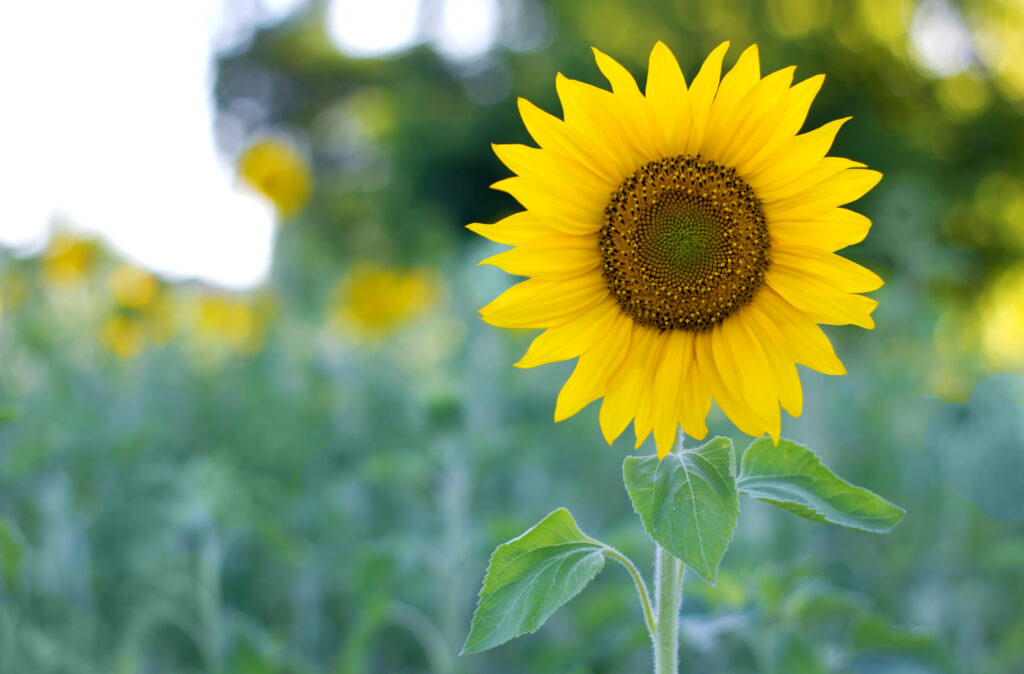 Sunflower,At,The,Field,In,Summer